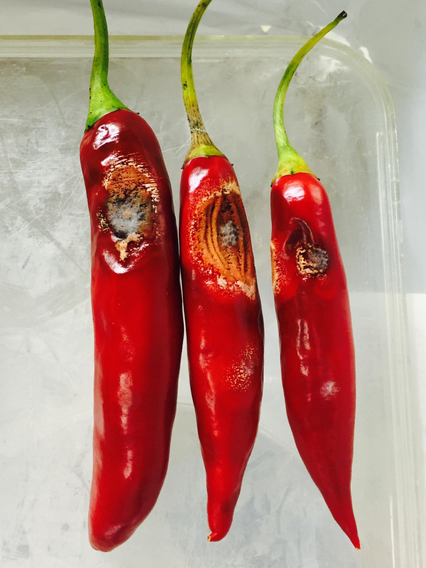 Chili Bioassay