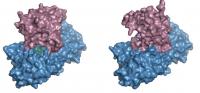 Hammer-and-anvil Proteins Catalyze 2-Step Reactions