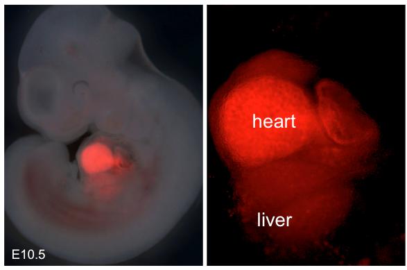 Endocardial Cells in the Heart Contribute to Vasculature in the Liver