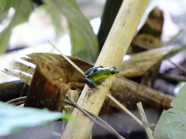 Nonmonogamous Strawberry Poison Frog (<i>Oophaga pumilio</i>)