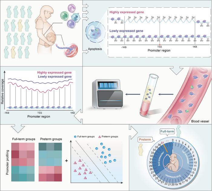 Preterm birth might be predicted with high accuracy with new cheap, non-invasive test, based on cell-free DNA collected in standard early pregnancy testing
