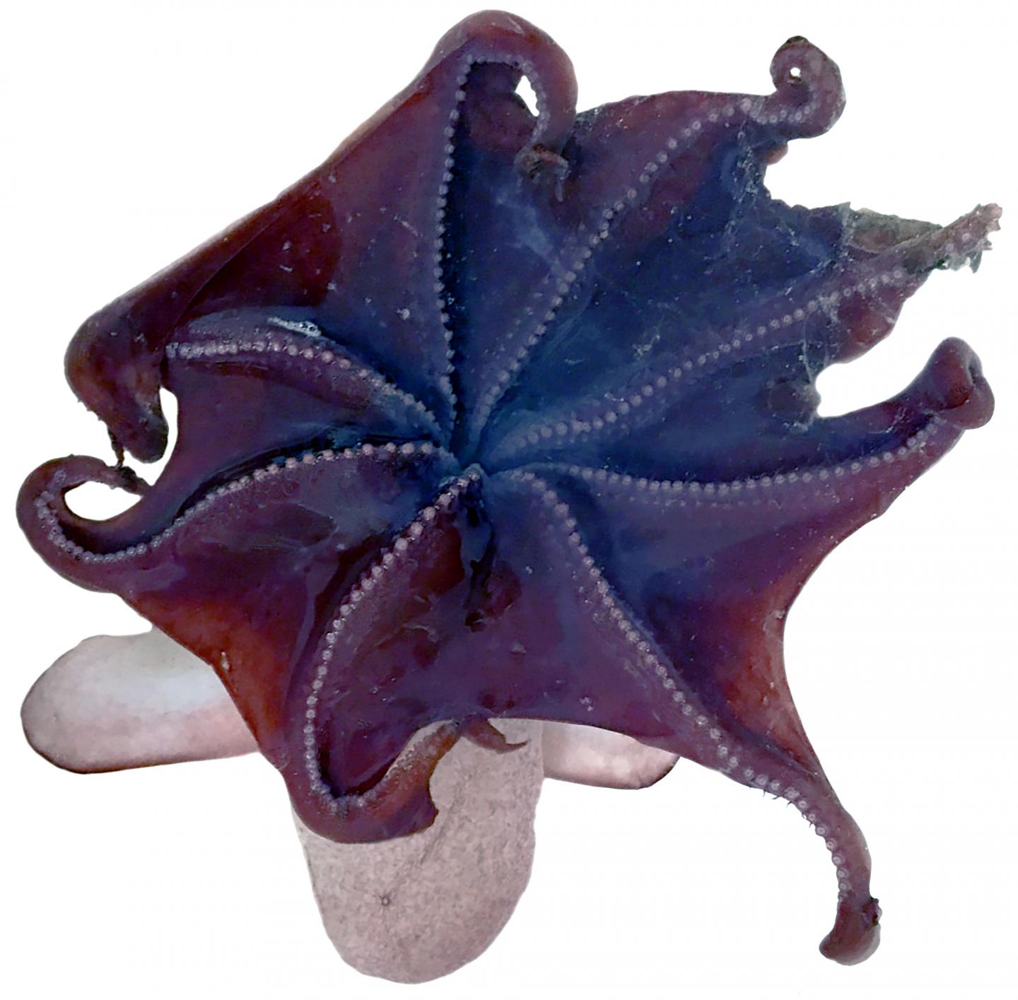 Der glockenfÃ¶rmige Schirm des Kaiserdumbos (Grimpoteuthis imperator) 