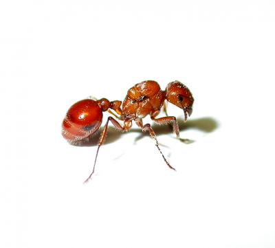 Genetics Help to Determine Ant Caste System ( | EurekAlert!