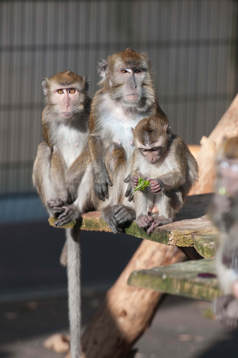 Long-tailed macaques