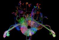 Multicolored Compass Neurons