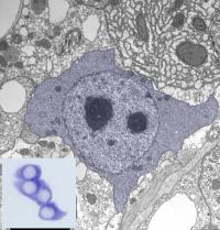 Oncogen Myc in a Stem Cell of an Ancestral Metazoan