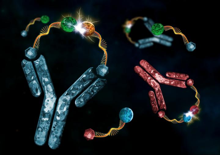 Antibodies triggering a chemical reaction