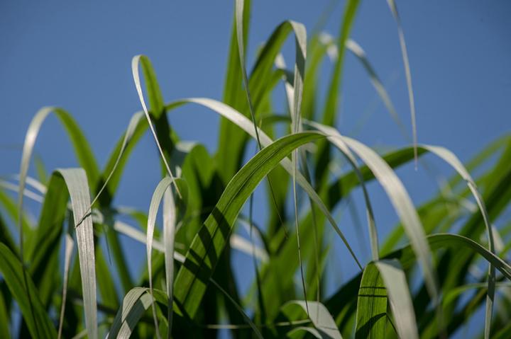 Switchgrass