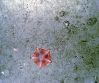 Starfish on the Ocean Floor
