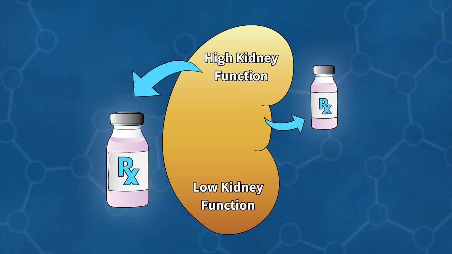 Kidney Function Illustration