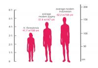 Height Domparison Between <i>Homo florensiensis</i>, Modern Pygmy, and an Average Indonesian