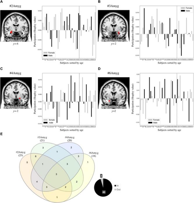 Activation patterns in the amygdala in response to pleasant smells.