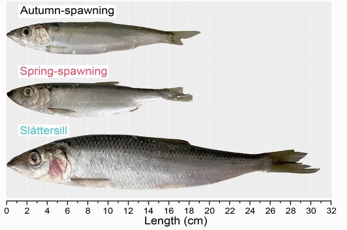 Large Herring, size comparison