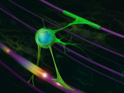 How Myelination Keeps in Tune with Neuronal Activity (4 of 4)