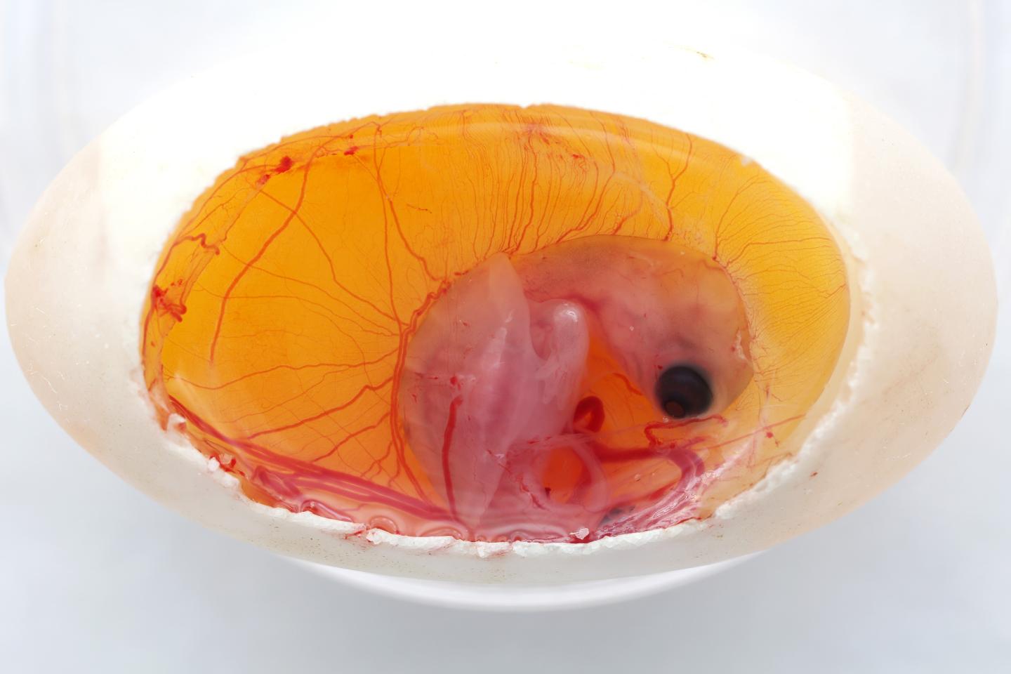Turtle Embryo