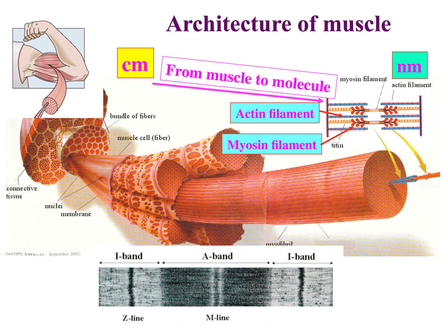 世界初 筋肉が高速かつ高効率に収縮する仕組みを解明 Eurekalert