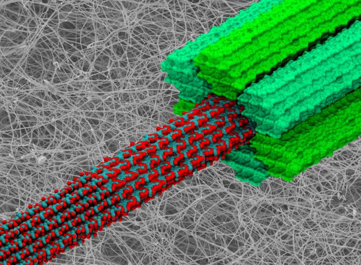 Using Supercomputing to Model Plant Cell Walls
