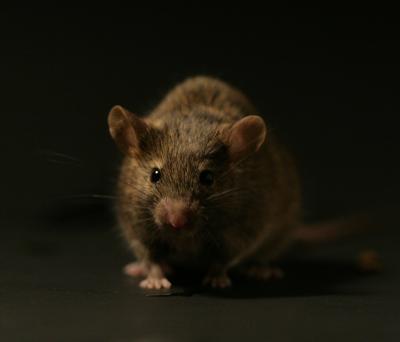 Thanks to Darcin, Mice Remember Where Their Mates Were (2 of 4)