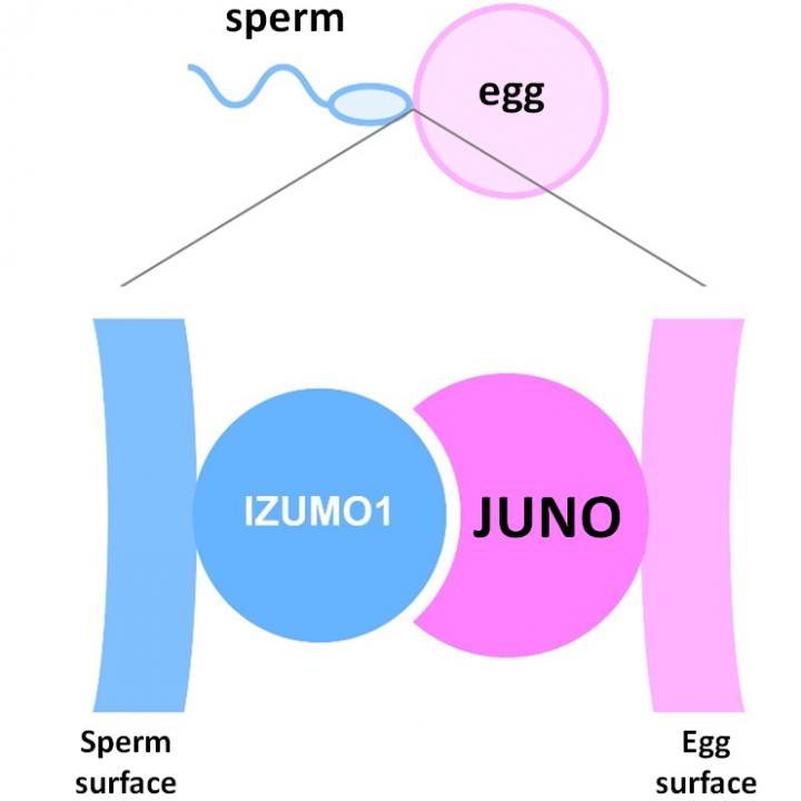 Figure 1: Mechanism of Interaction