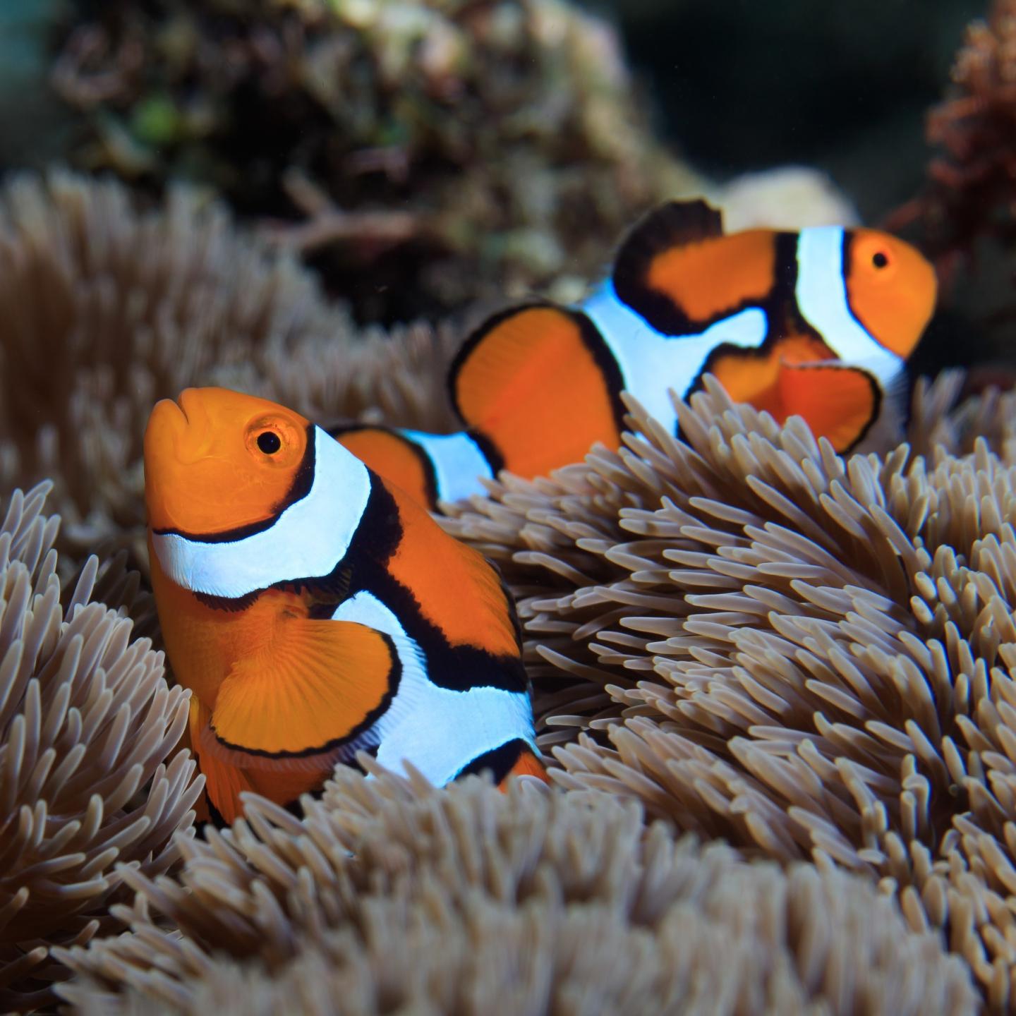 Le poisson-clown Amphiprion percula