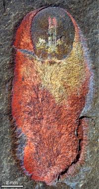 The Fossil of <i>Calvapilosa kroegeri</i>
