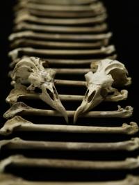 Archaeological Bones, Skull and a Modern Skull of the Hawaiian Petrel
