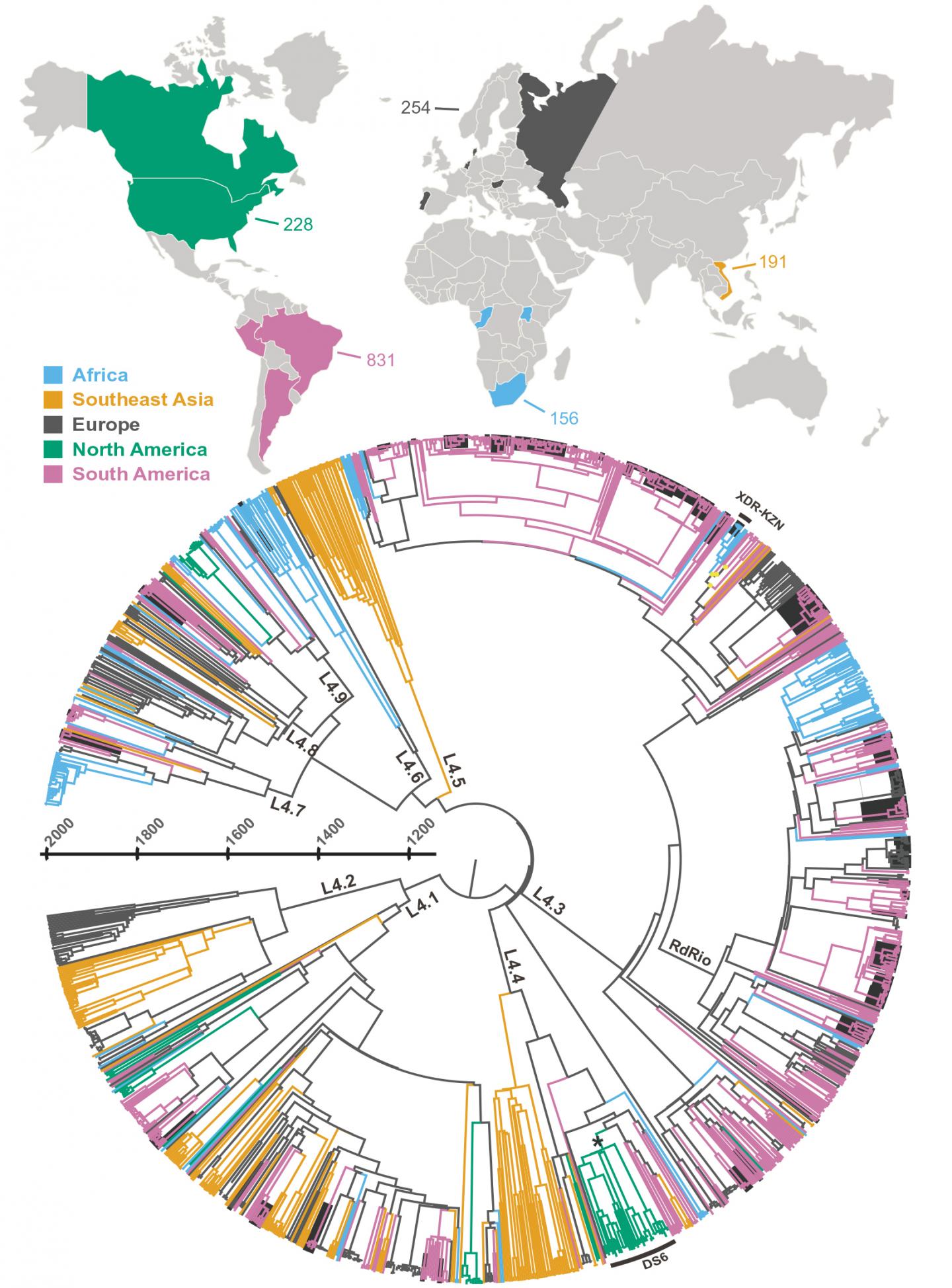 Local Adaption of Tuberculosis, not Human Migration, Spread TB Resistance Mutations