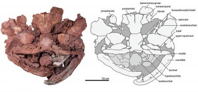 Skull of <i>Laccognathus embryi</i>