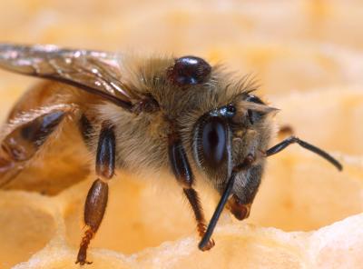 Virus Named As Possible Factor in Honey Bee Disappearance (1 of 3)