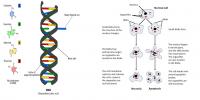 DNA Base Structure and Apoptosis