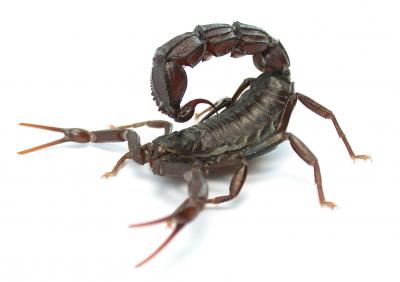 Thin-Pincered Scorpion <i>Androctonus bicolor</i>