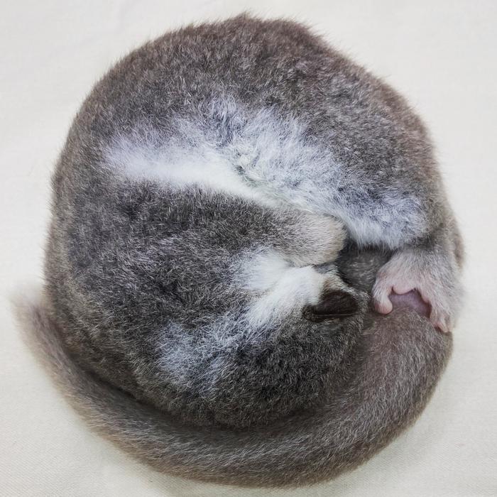 A hibernating dwarf lemur