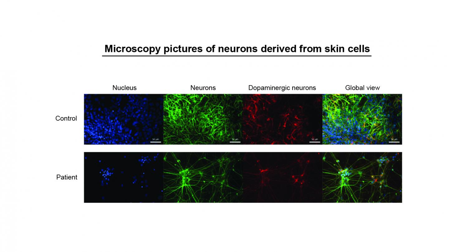 Microscopy Pictures