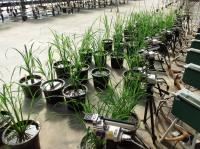Screening rice cultivars