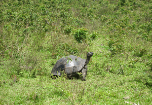 Galápagos tortoise