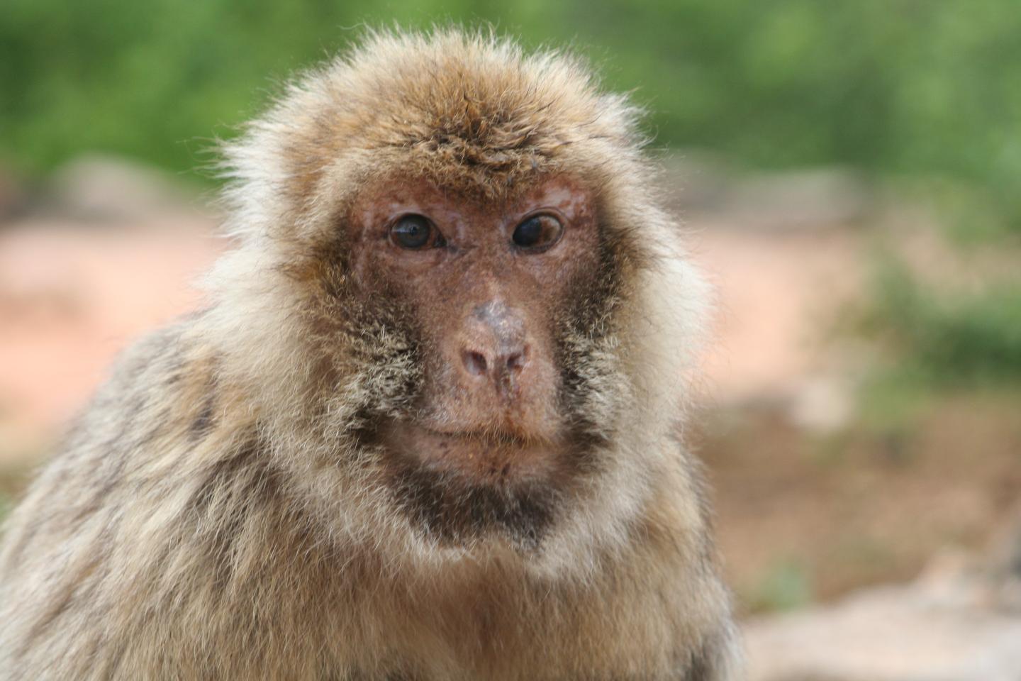 A Very Old Female Barbary Macaque