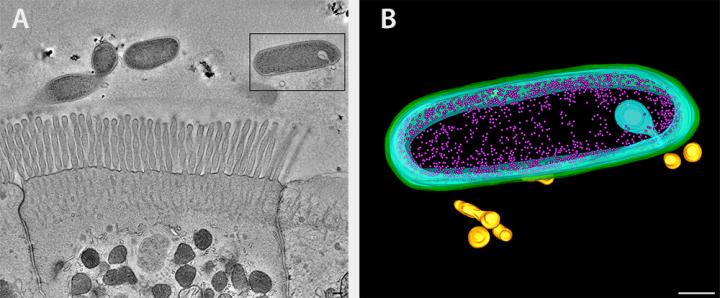 <i>Bacteroides fragilis</i> and Intestinal Epithelial Cells