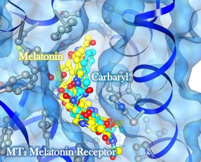 Carbaryl and Melatonin Bind to Same Region