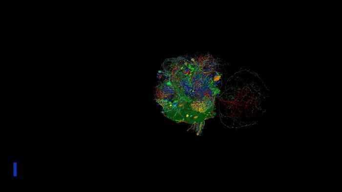 A video summary of methods used for the research in fruit flies, showing neurons that transform brain signals into commands for movement.