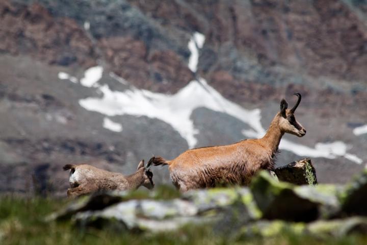 Mother and Juvenile Chamois in the Italian Alps