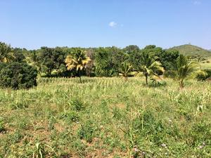 A field with maize and other plants with a backdrop of dense trees and distant hills under a clear blue sky.