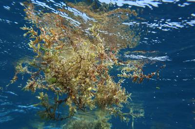 Floating Sargassum, Petit cul-de-sac Marin.