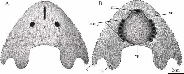 Restoration of Nochelaspis maeandrine in dorsal (A) and ventral (B) views