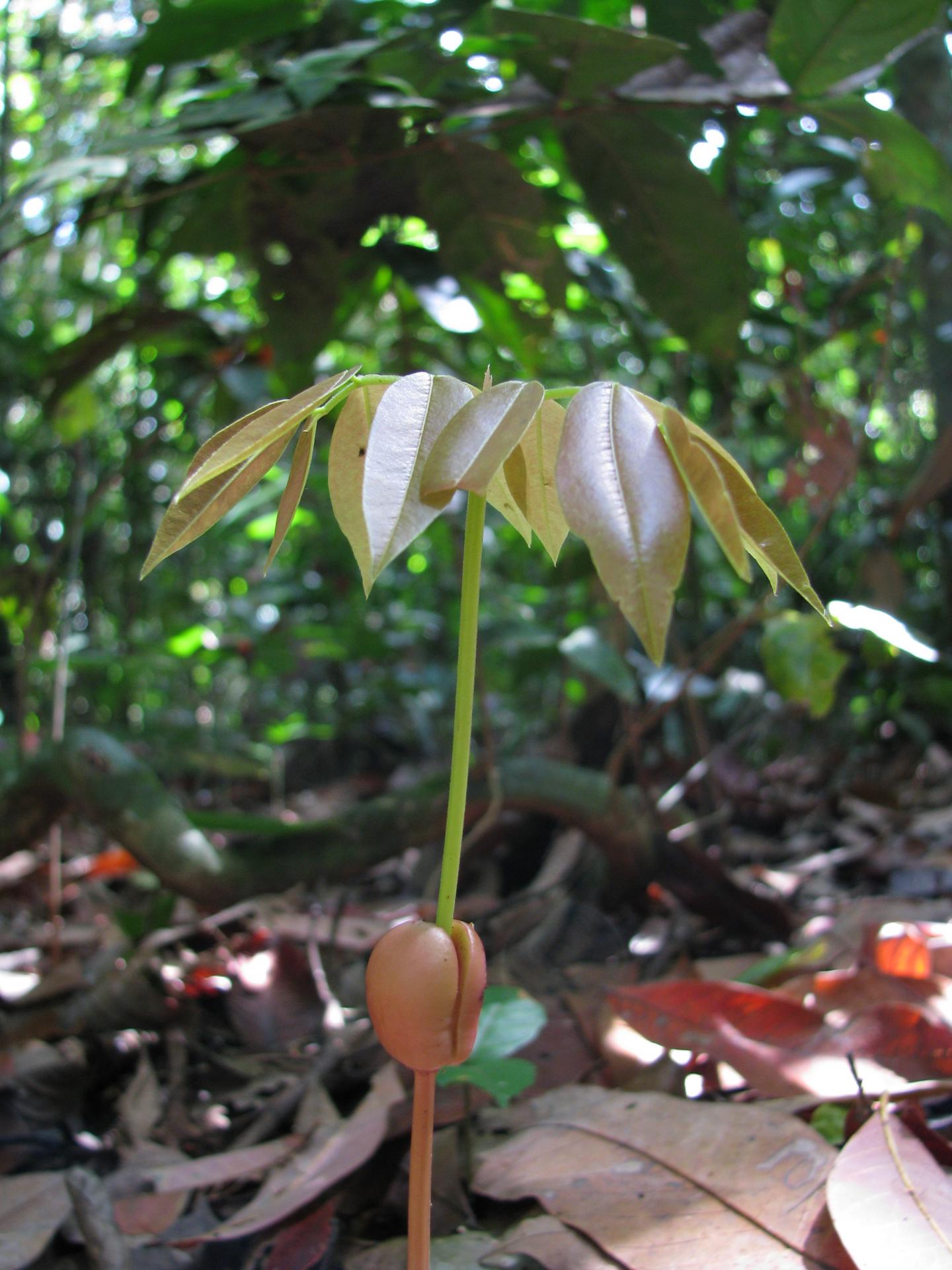 Seedling in Rainforest Brienen