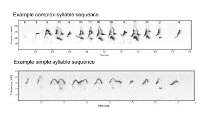 Male Mice Model Human Speech Defect