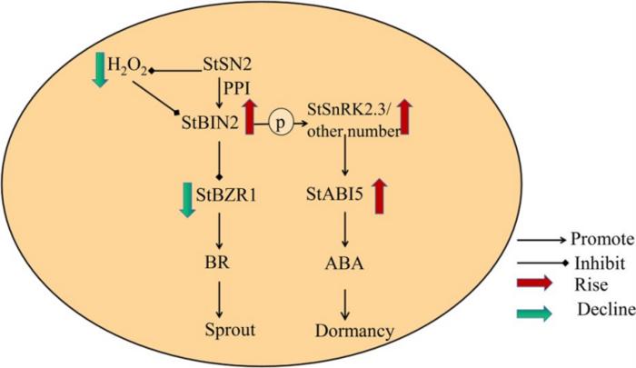 Working model depicting the regulatory mechanism of StSN2 and StBIN2 in maintaining tuber dormancy.