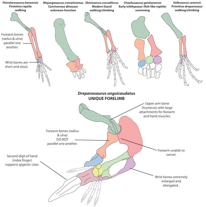 Forelimb Anatomy [IMAGE] | EurekAlert! Science News Releases