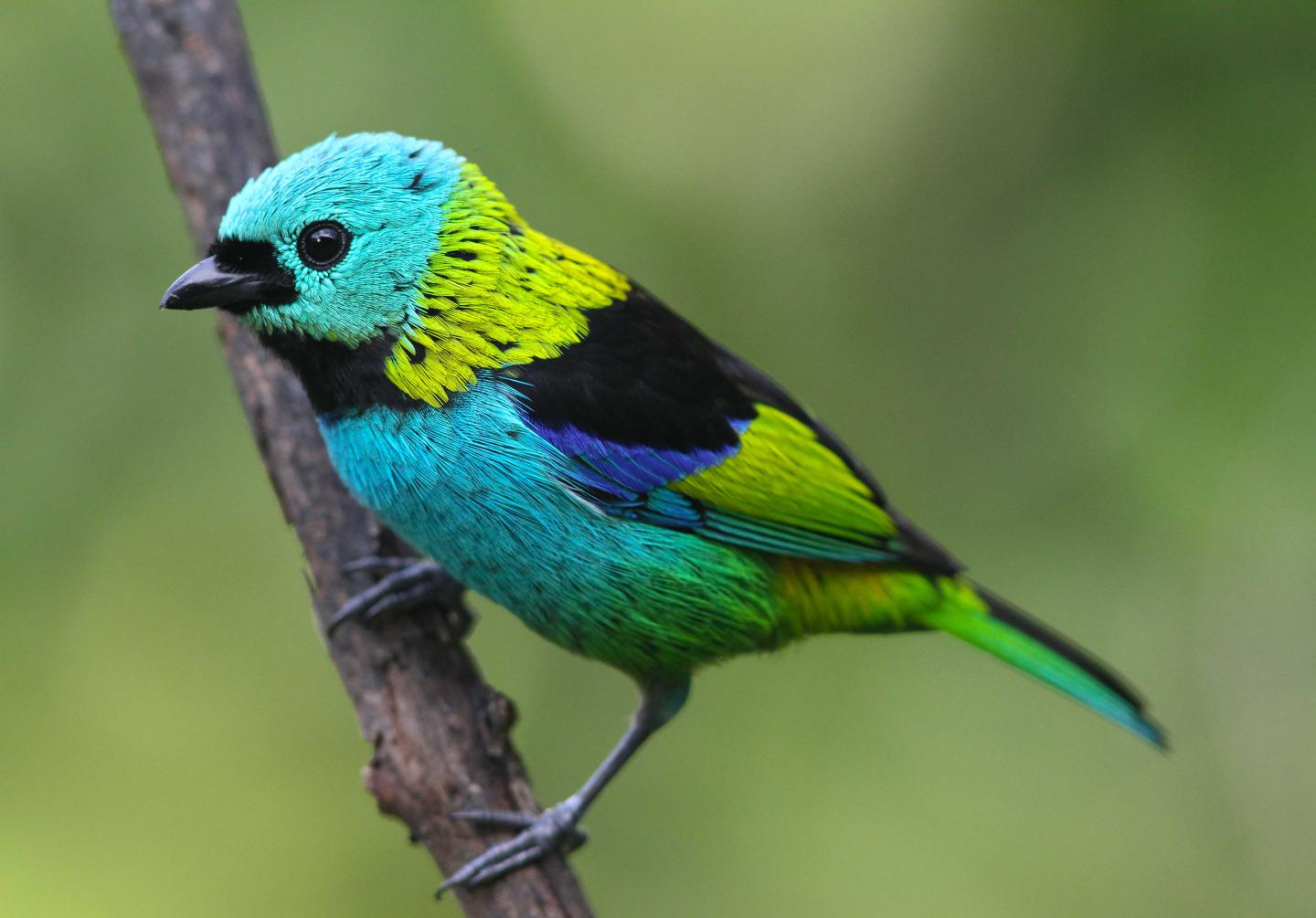 Green-headed Tanager [IMAGE] | EurekAlert! Science News Releases