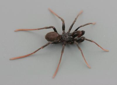 <I>Calommata</I> Spider