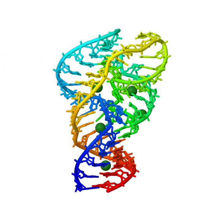 3D structure of a ribozyme